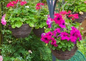 How Long Do Hanging Baskets Last?