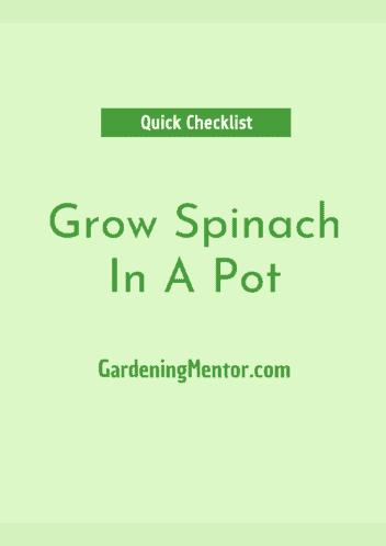 Grow Spinach In A Pot - Checklist