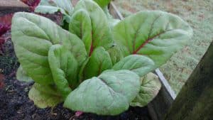 How To Grow Spinach In A Pot (With Videos And Checklist)