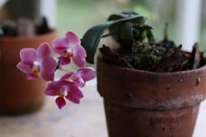 How To Get Rid Of Ants In Potted Orchid Plants