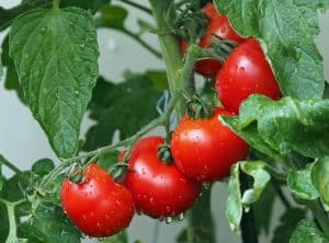 When To Water Potted Tomato Plants?