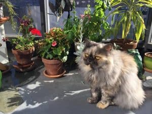 How To Stop Cats From Pooping In My Potted Plants?