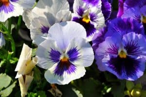 Why Are My Pansies Drooping (And How To Revive Them)?