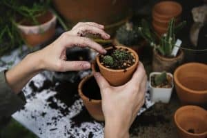 How Often Should I Change Soil In Potted Plants?