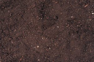 How To Get Rid Of Potting Soil Mites (But Should You?)