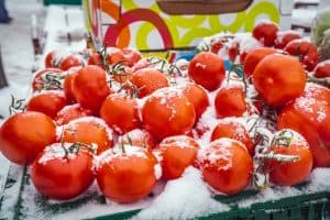 Can Tomato Plants Recover From Frost?