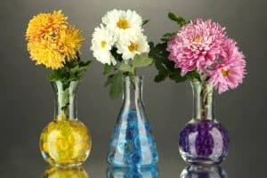 How To Use Water Beads For Potted Plants