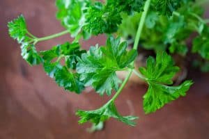 11 Major Reasons Parsley Leaves Are Turning White