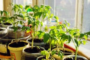10 Horrible Reasons Your Tomato Seedlings Are Dying (With Symptoms, Causes, and Solutions)
