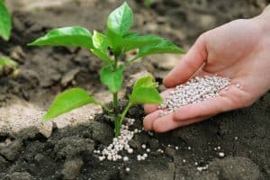 Is It OK To Fertilize Plants In Hot Weather?