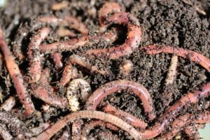 How To Get Rid of Worms In Potting Soil?