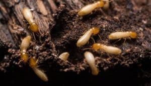 8 Effective Ways To Get Rid of Termites In Potted Plants