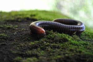 6 Effective Ways To Get Rid Of Millipedes In Potted Plants