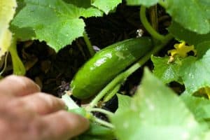 Can You Grow Cucumbers In A 5 Gallon Bucket?