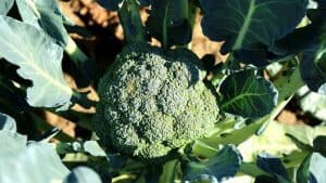 Can You Grow Broccoli In A Container?