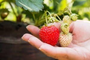 How to Fertilize Strawberry Plants In Containers