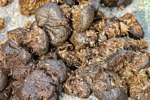 How Much Manure To Add To Potting Soil (And What Kind)?
