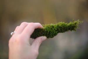 Is Moss Good For Potted Plants?