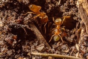 6 Effective Methods To Get Rid Of Ants In Compost Bin