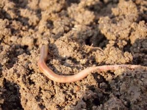 Can You Put Earthworms in Potted Plants?