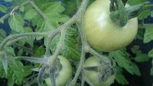 5 Critical Reasons Tomato Branches Are Curling (And How To Fix It)