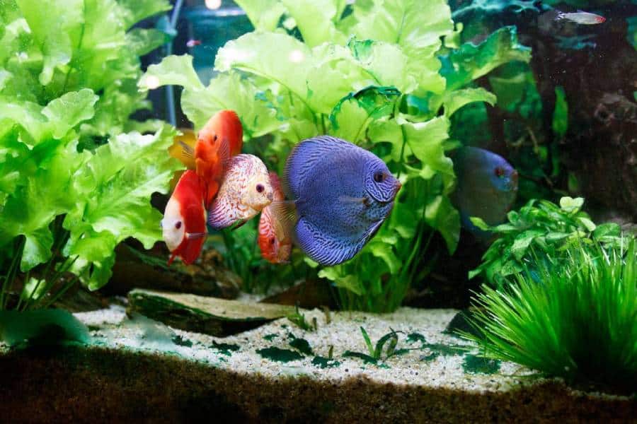 How To Plant Potted Aquarium Plants (And Which Ones To Pick
