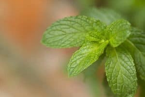 11 Common Causes of Browning Mint Leaves (And How to Fix Them)