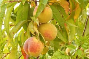 Can You Grow Peach Tree In A Pot (And Enjoy Juicy Peaches)?