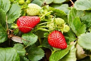 7 Reasons Strawberry Leaves Are Turning Red