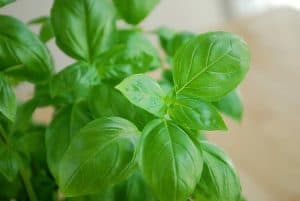 6 Critical Reasons For White Spots On Basil Leaves (With Remedies To Try)