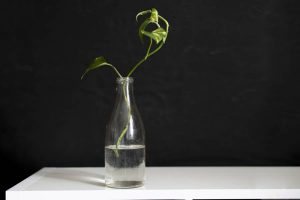 How Long Can A Plant Live In Water?