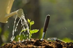 How long does liquid fertilizer take to work?