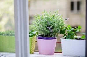 Are Self Watering Pots Good For Herbs?