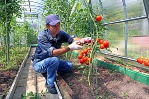 Can You Use Tomato Feed On All Plants?