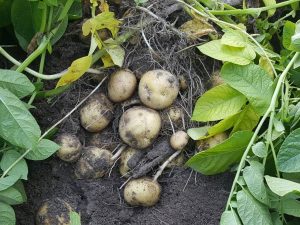 Can I Trim The Tops Of My Potato Plants?