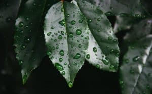 8 Critical Reasons Plants Die From Too Much Rain