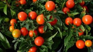 Can You Over Fertilize A Tomato Plant?