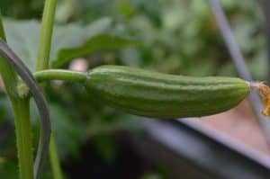 Why Are My Cucumbers Short And Fat?