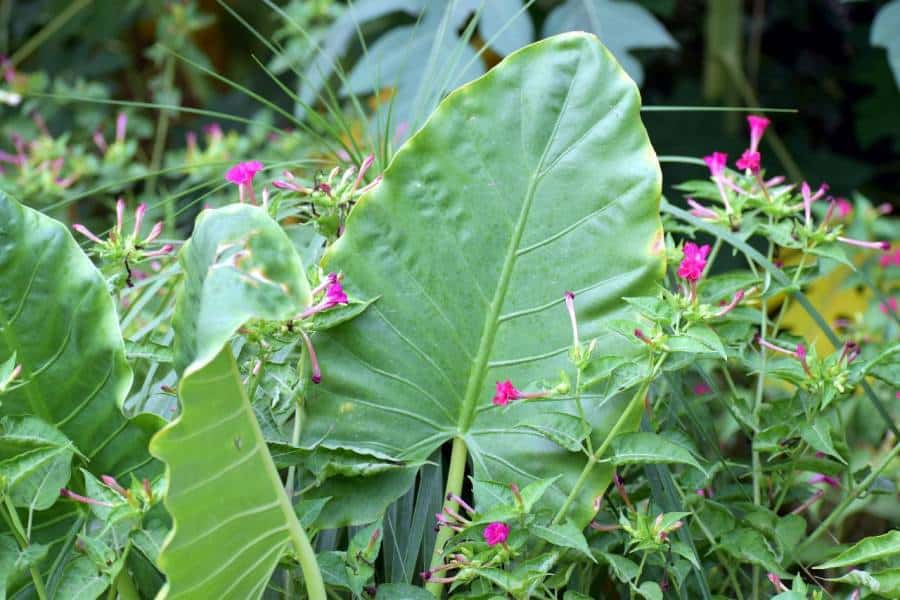 8 Critical Reasons Your Elephant Plant Is Dying (And How To Fix It
