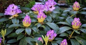 11 Critical Reasons Rhododendron Leaves Are Turning Brown