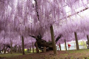 Does Wisteria Kill Other Plants?