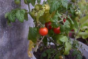 Can I Bring My Tomato Plant Inside For The Winter?