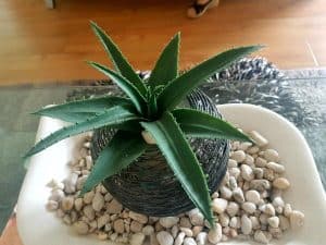 How To Save A Broken Aloe Plant