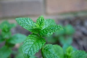 14 Reasons For White Spots On Mint Leaves (With Solution and Prevention)