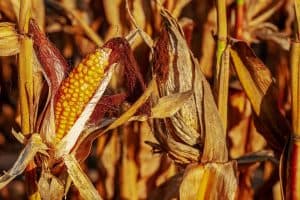 9 Common Reasons Corn Plant Is Turning Yellow (With Solution and Prevention)