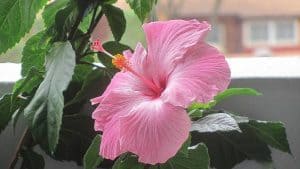 7 Serious Reasons Hibiscus Leaves Are Drooping (With Solution)