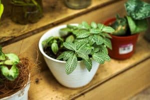 Are Ceramic Pots Good For Plants?