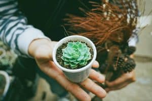 Can You Use Cactus Soil For Herbs?