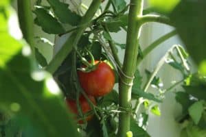 Can Wind Kill Tomato Plants?
