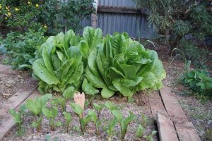 How Cold Is Too Cold For A Vegetable Garden? (5 Methods To Protect It)